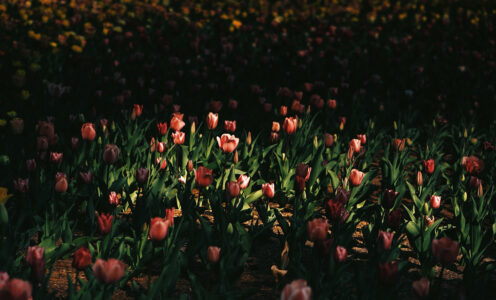 March #5