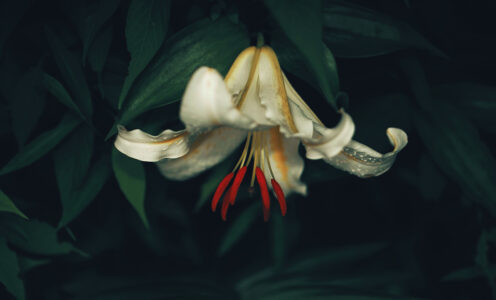 July #2