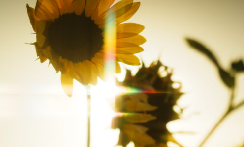 July #4